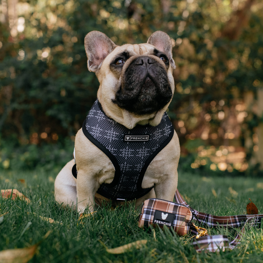 Frenchie Duo Reversible Harness - Cocoa Plaid