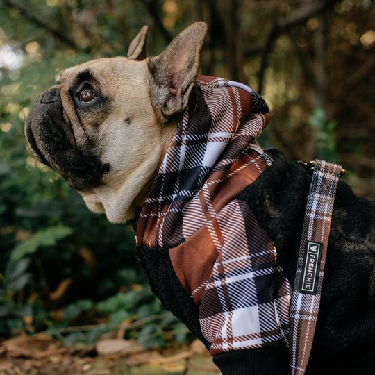 Frenchie Dog Hoodie - Cocoa Plaid