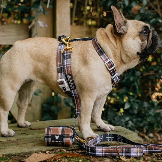 Frenchie Comfort Leash - Cocoa Plaid