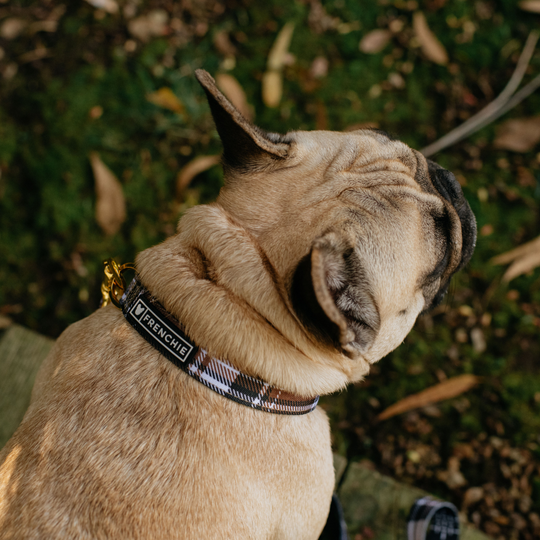 Frenchie Comfort Collar - Cocoa Plaid