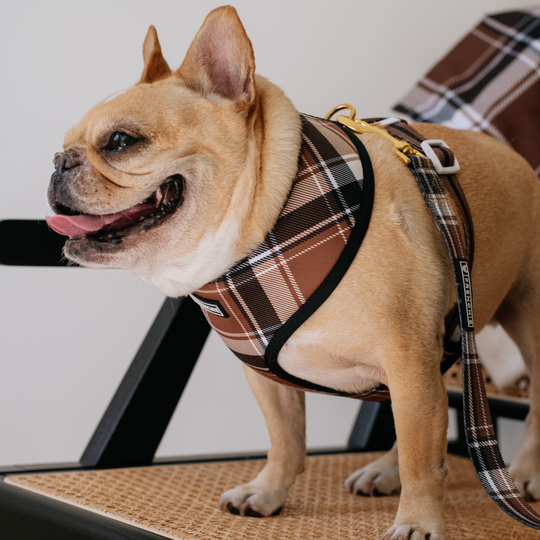 Frenchie Duo Reversible Harness - Cocoa Plaid