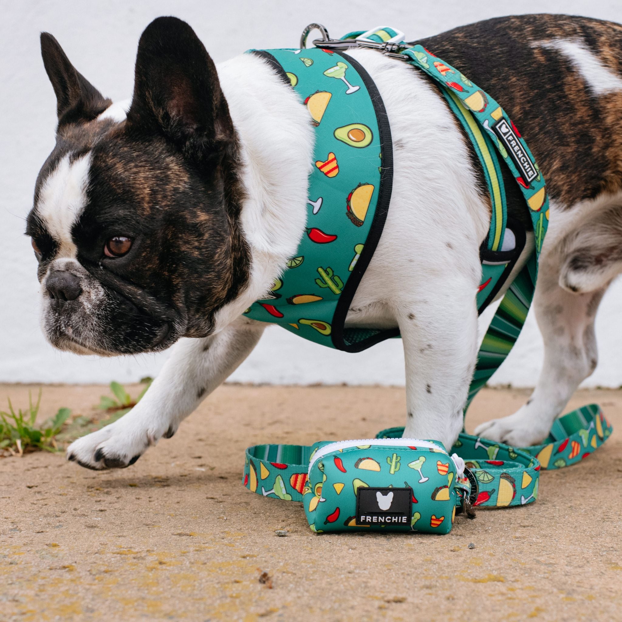 Frenchie Duo Reversible Harness Taco Tuesday Green