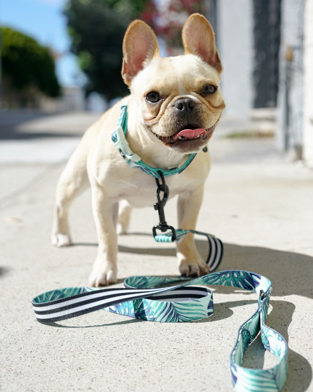 Frenchie Comfort Collar - Beverly Palms- Green