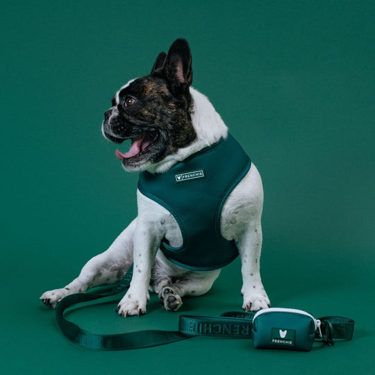 Frenchie Duo Reversible Harness - Emerald City