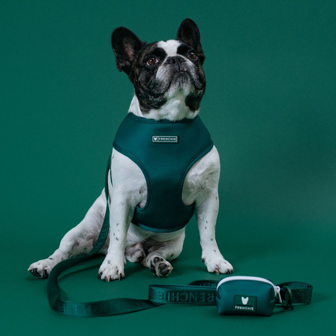 Frenchie Comfort Leash - Emerald City