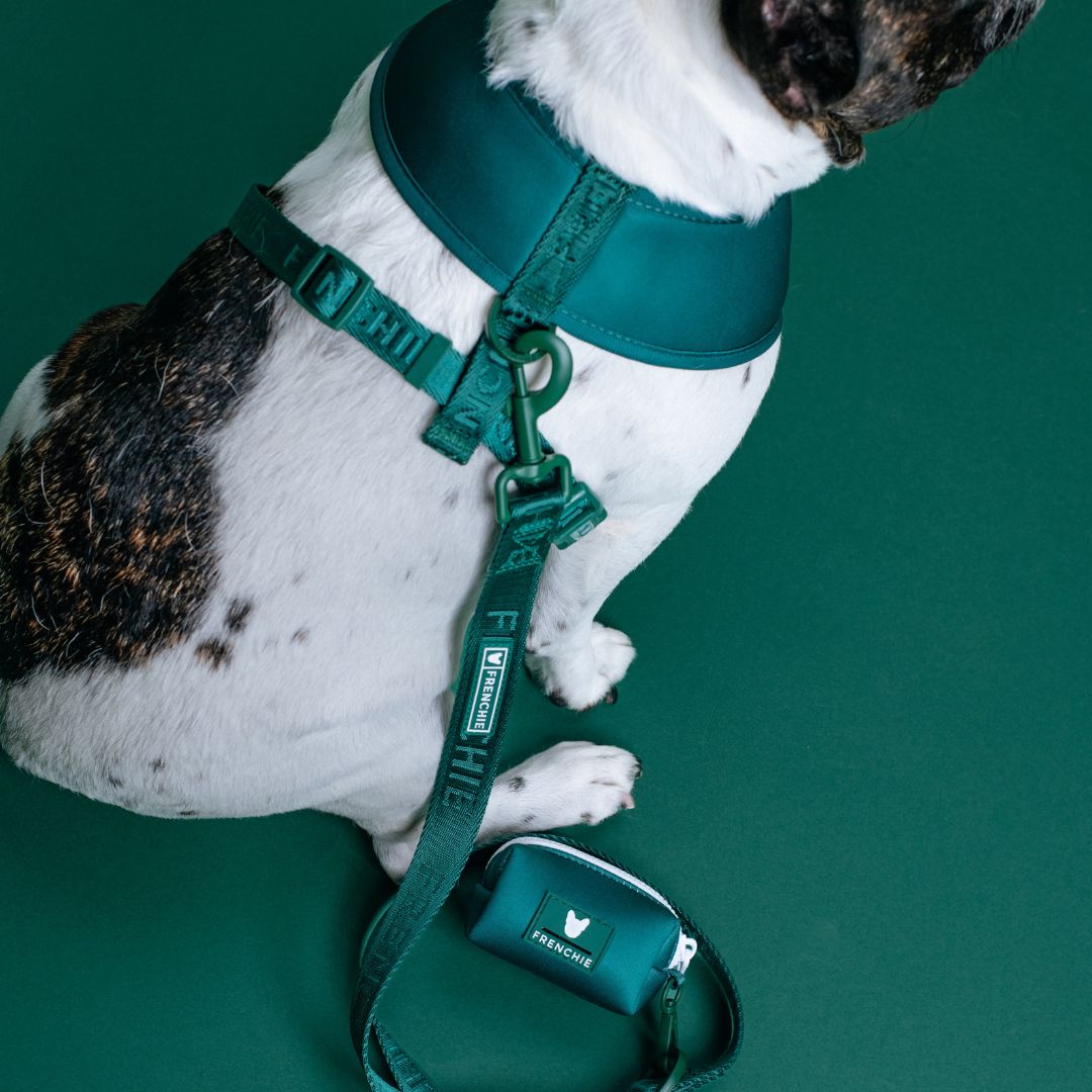 Frenchie Comfort Leash - Emerald City