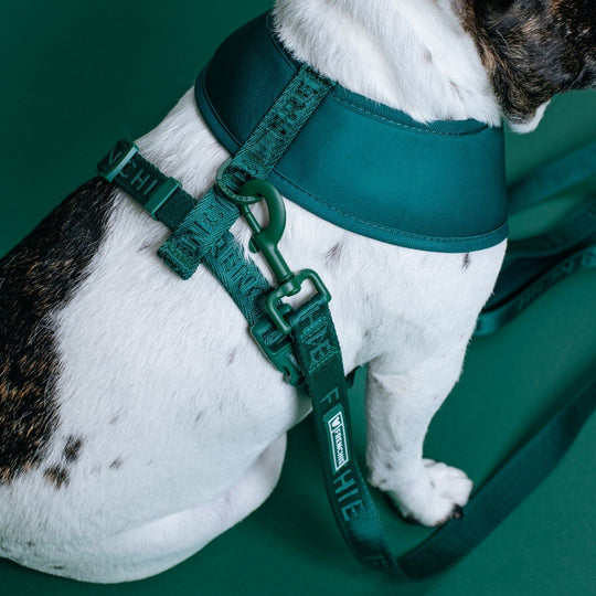 Frenchie Duo Reversible Harness - Emerald City