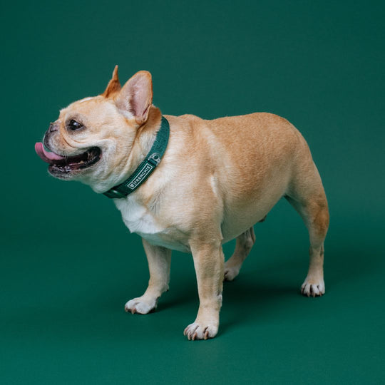 Frenchie Comfort Collar - Emerald City