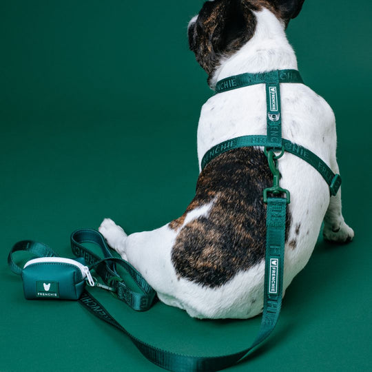 Frenchie Comfort Leash - Emerald City