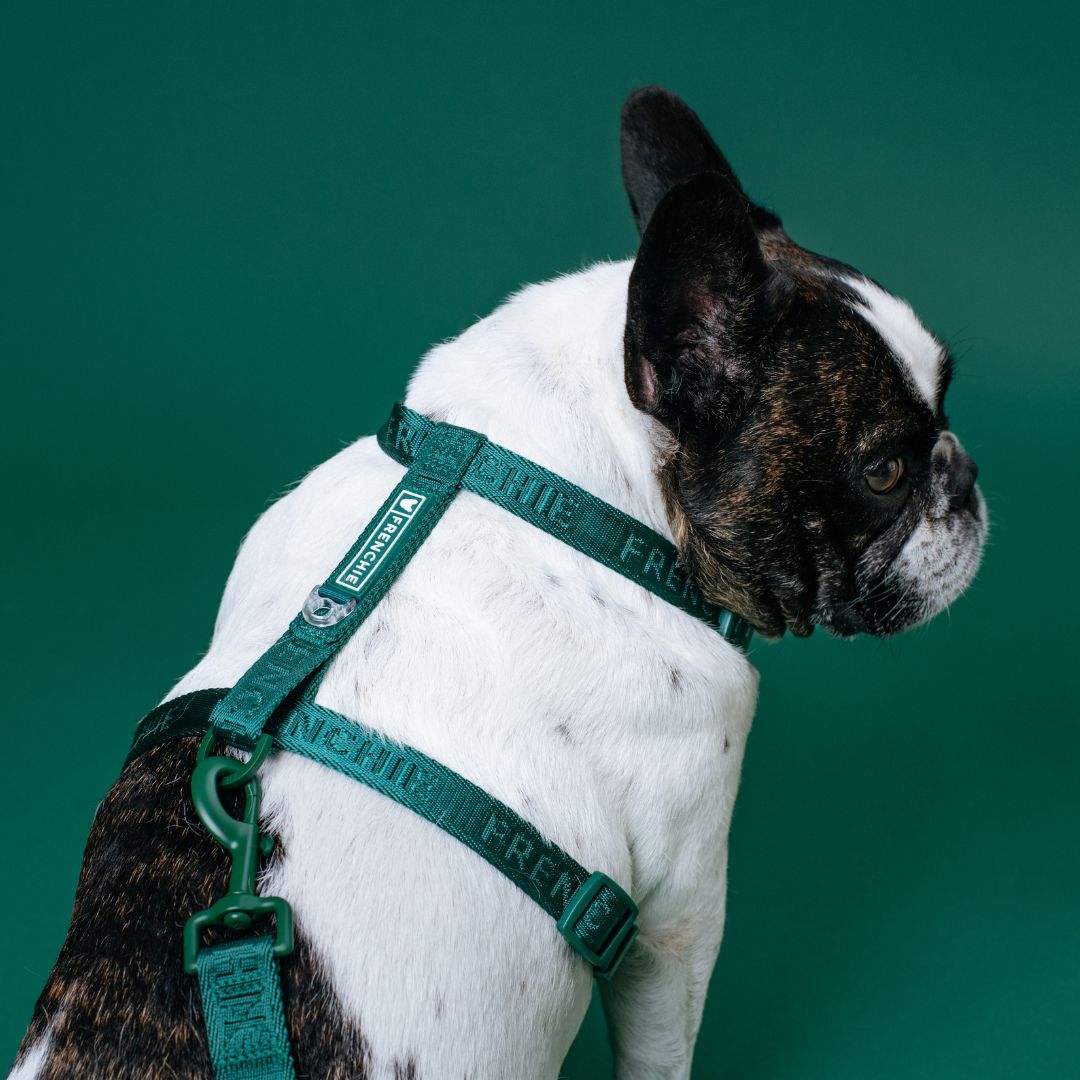 Frenchie Strap Harness - Emerald City