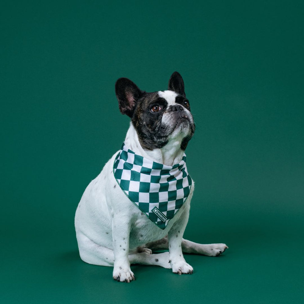 Frenchie Cooling Bandana - Emerald City