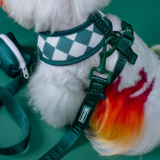 Frenchie Comfort Leash - Emerald City