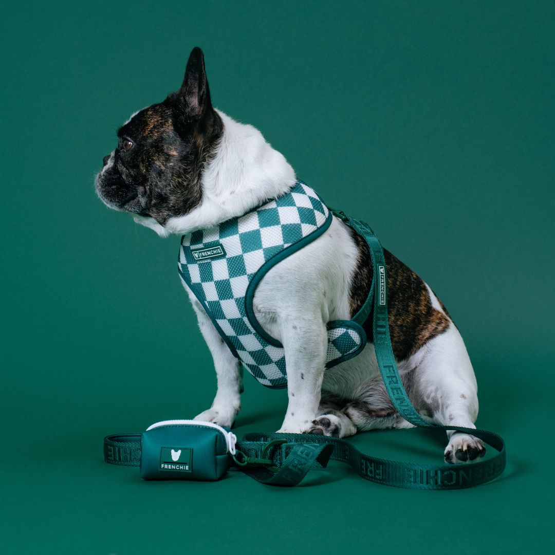 Frenchie Comfort Leash - Emerald City