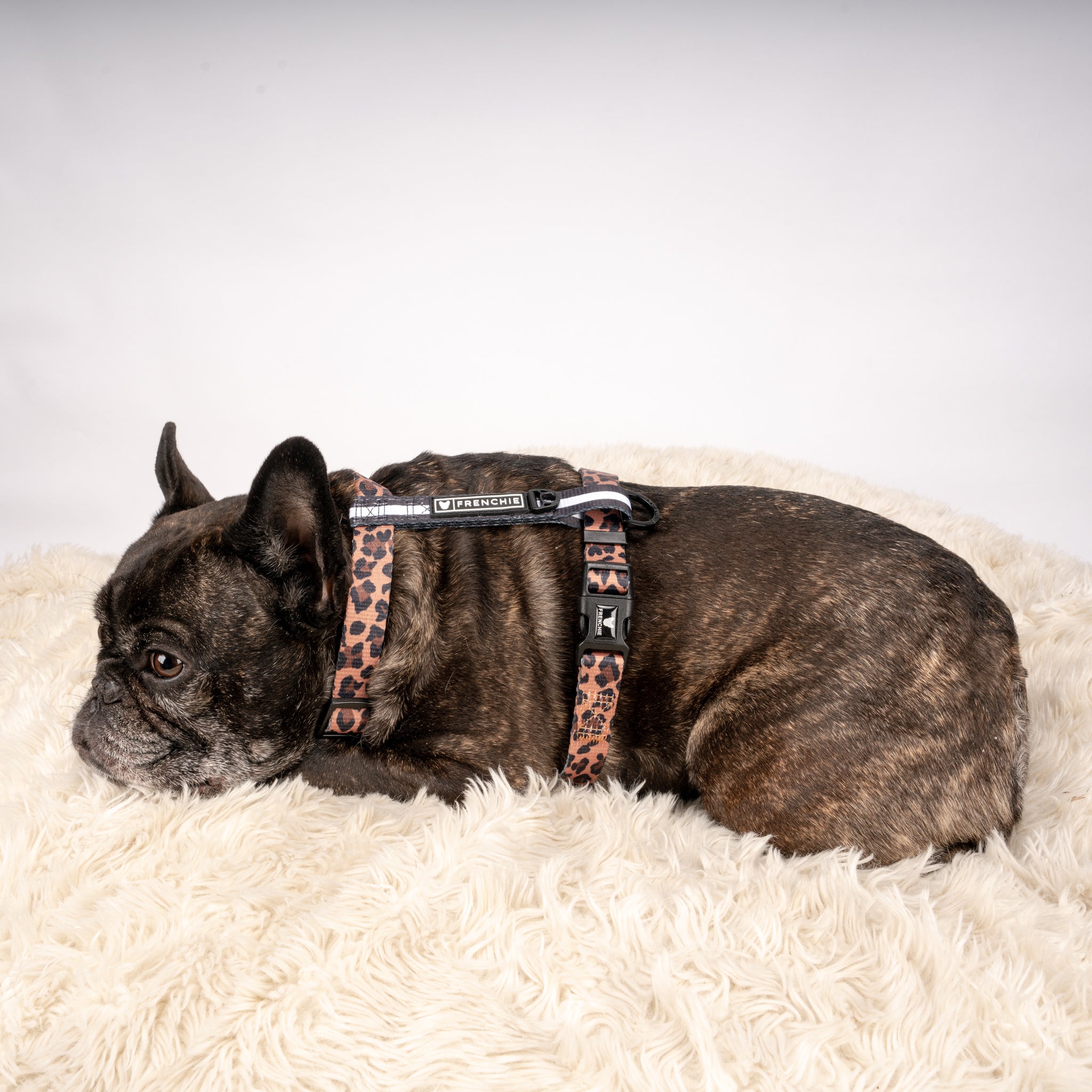 Frenchie bulldog sales strap harness