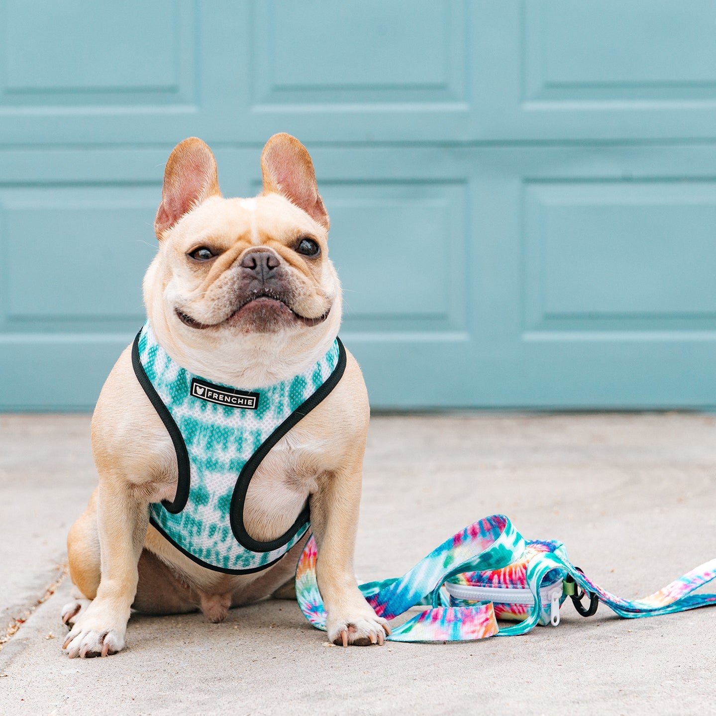 Frenchie harness reversible best sale