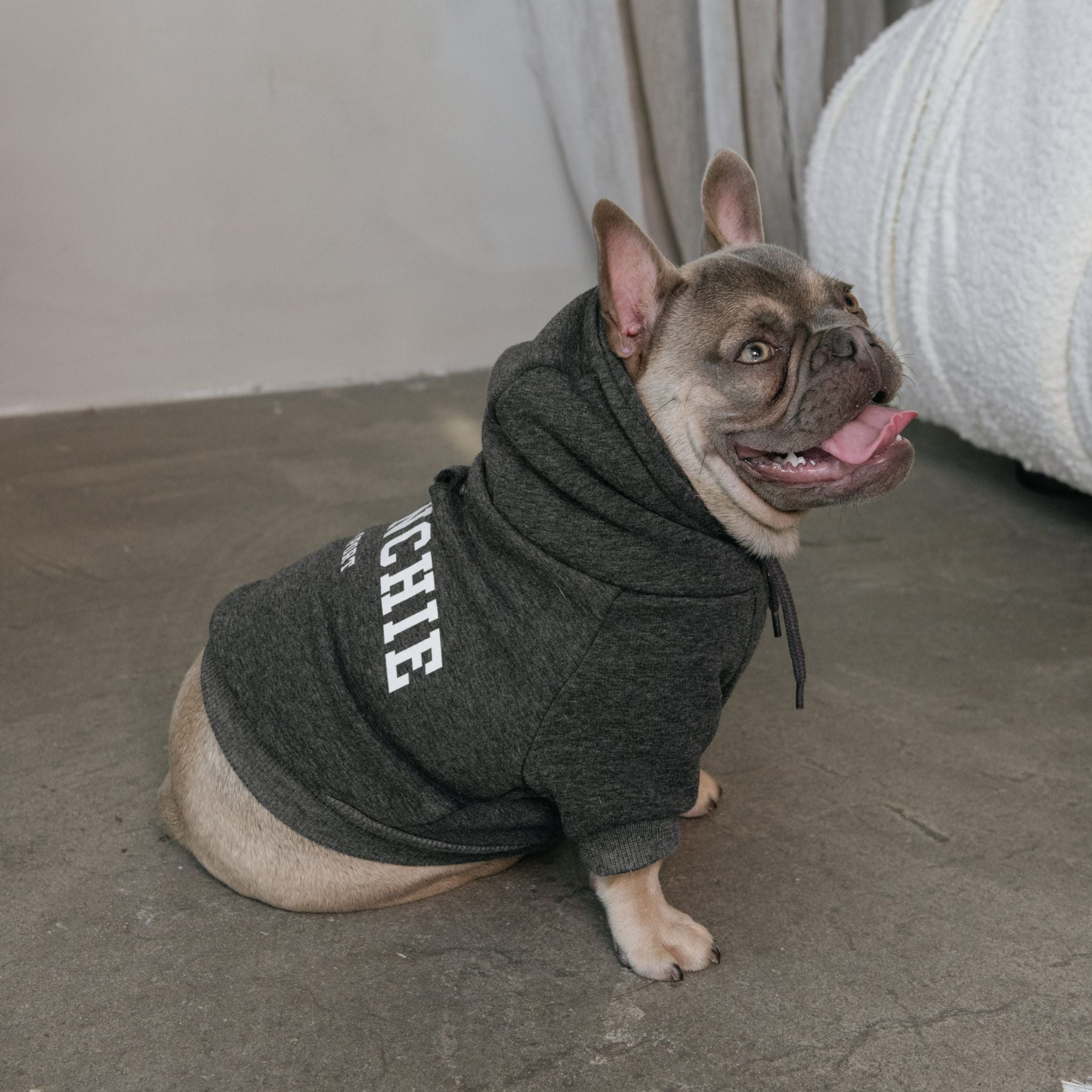 French bulldog in clearance hoodie