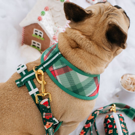 Frenchie Duo Reversible Harness - Gingerbread- Green