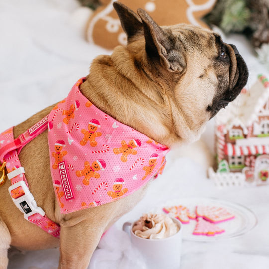 Frenchie Strap Harness - Gingerbread- Pink