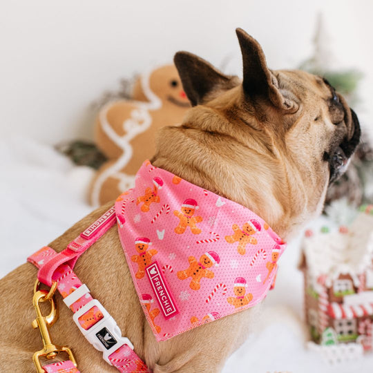 Frenchie Strap Harness - Gingerbread- Pink