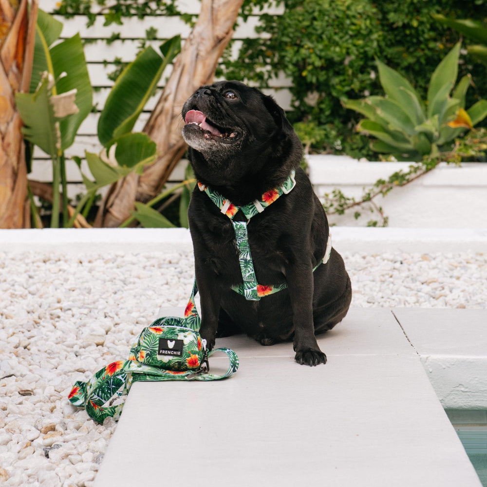 Frenchie Strap Harness - Hawaiian Shirt