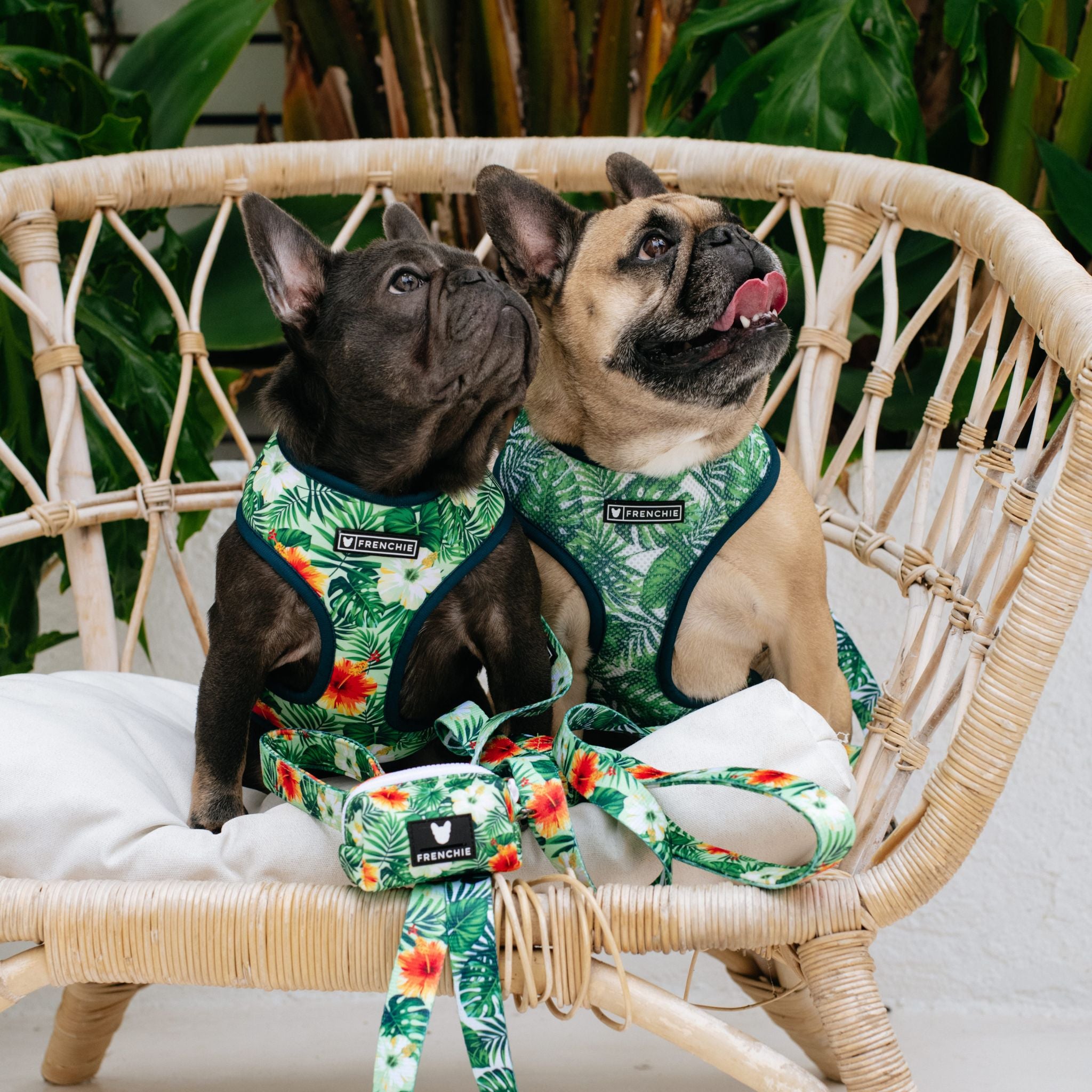 Frenchie Duo Reversible Harness - Hawaiian Shirt – Frenchie Bulldog