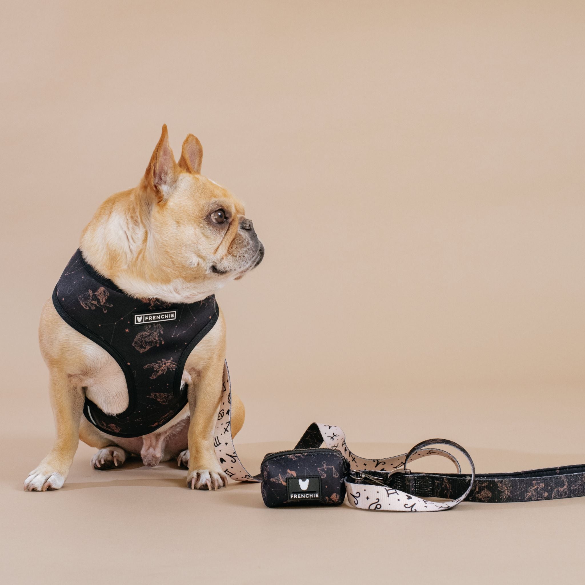 Frenchie dog sale leash