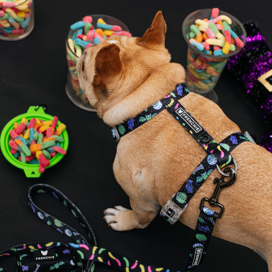 Frenchie Strap Harness - Howl-O-Ween