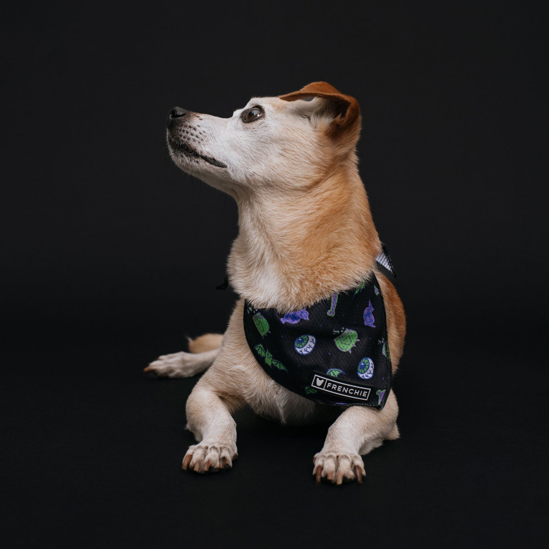 Raiders Dog Bandana -   Australia