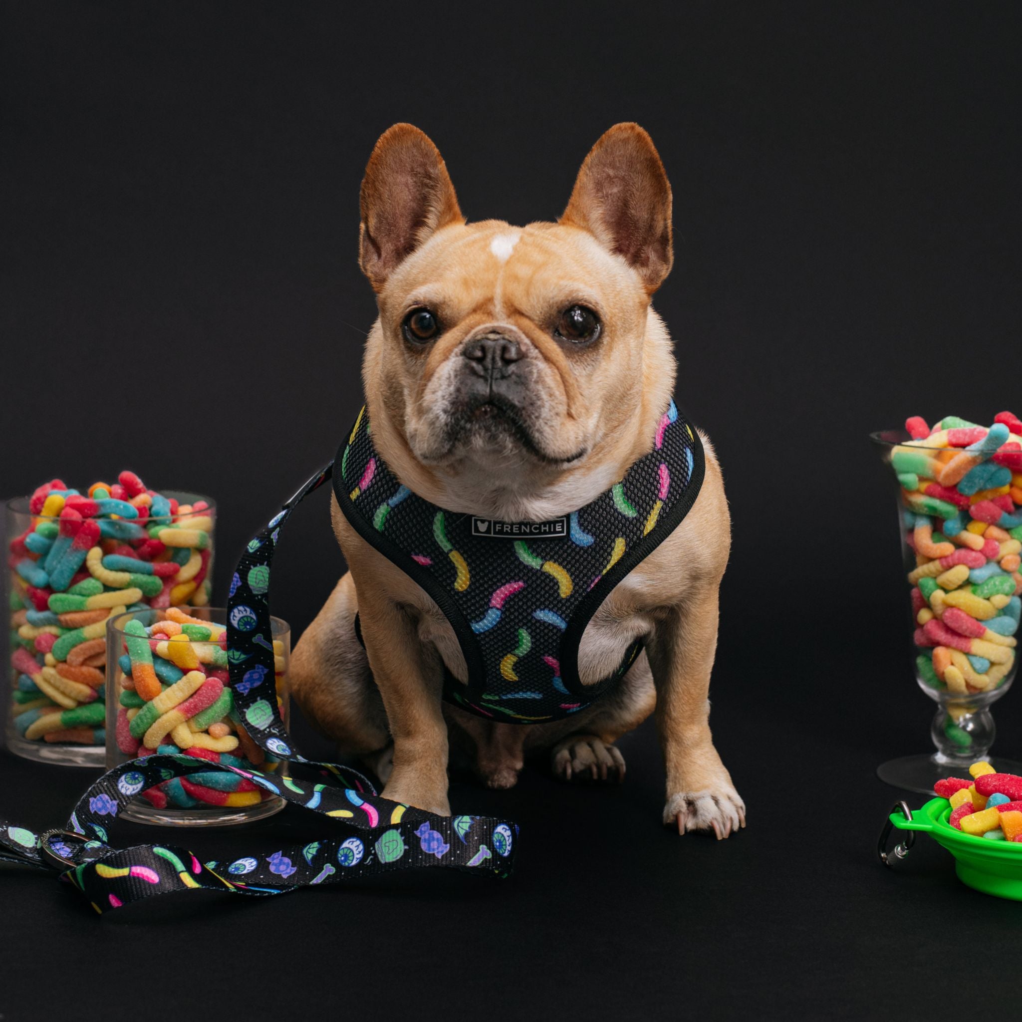 Frenchie on sale harness reversible