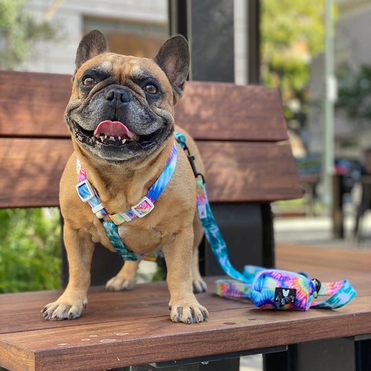 Frenchie Strap Harness - Tie Dye