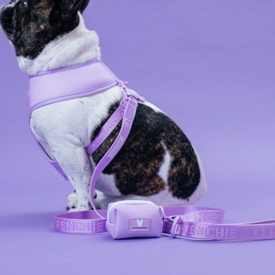 Frenchie Duo Reversible Harness - Lavender