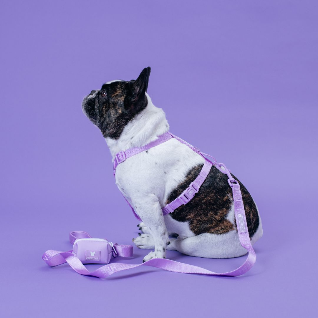 Frenchie Strap Harness - Lavender