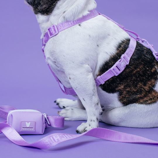 Frenchie Comfort Leash - Lavender