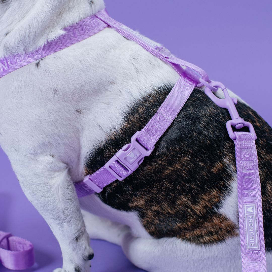 Frenchie Strap Harness - Lavender