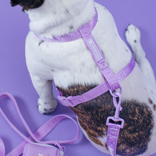 Frenchie Strap Harness - Lavender