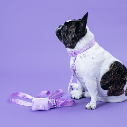 Frenchie Comfort Collar - Lavender