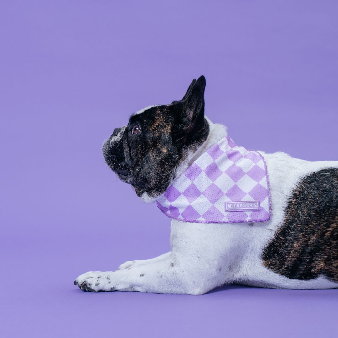 Frenchie Cooling Bandana - Lavender