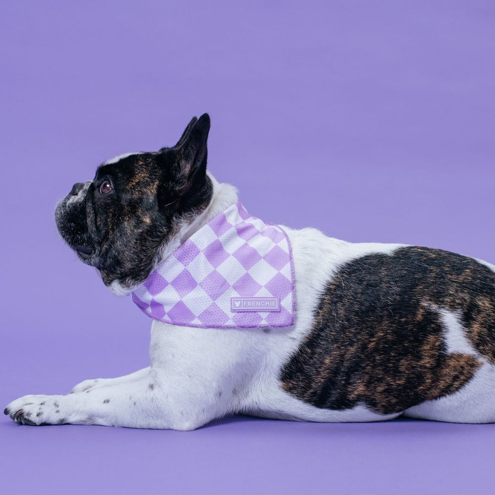 Frenchie Cooling Bandana - Lavender