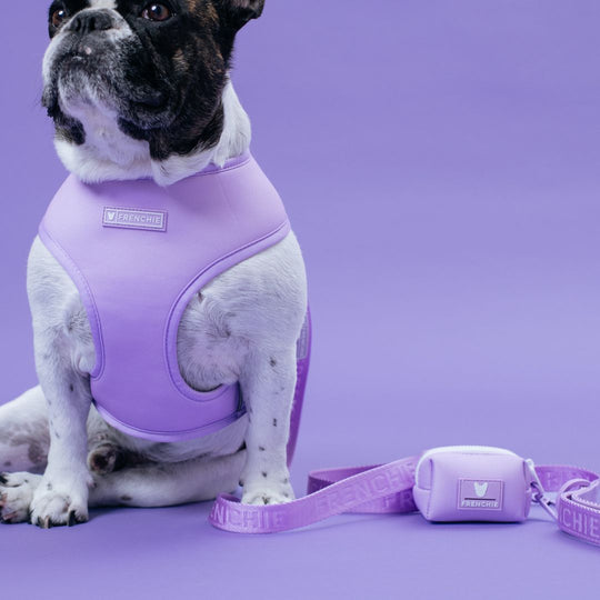 Frenchie Duo Reversible Harness - Lavender