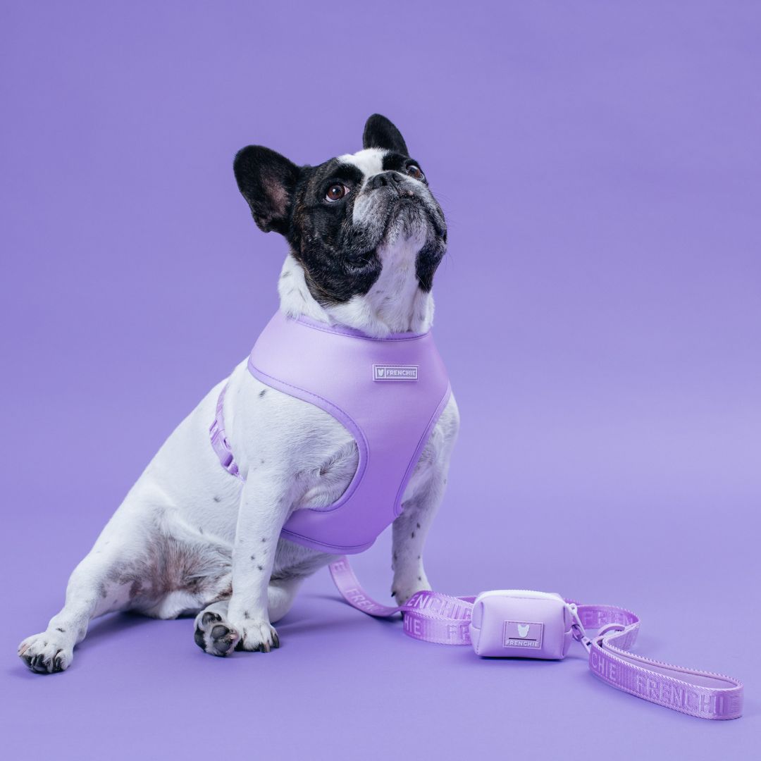 Frenchie Duo Reversible Harness - Lavender