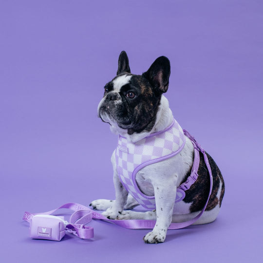 Frenchie Duo Reversible Harness - Lavender