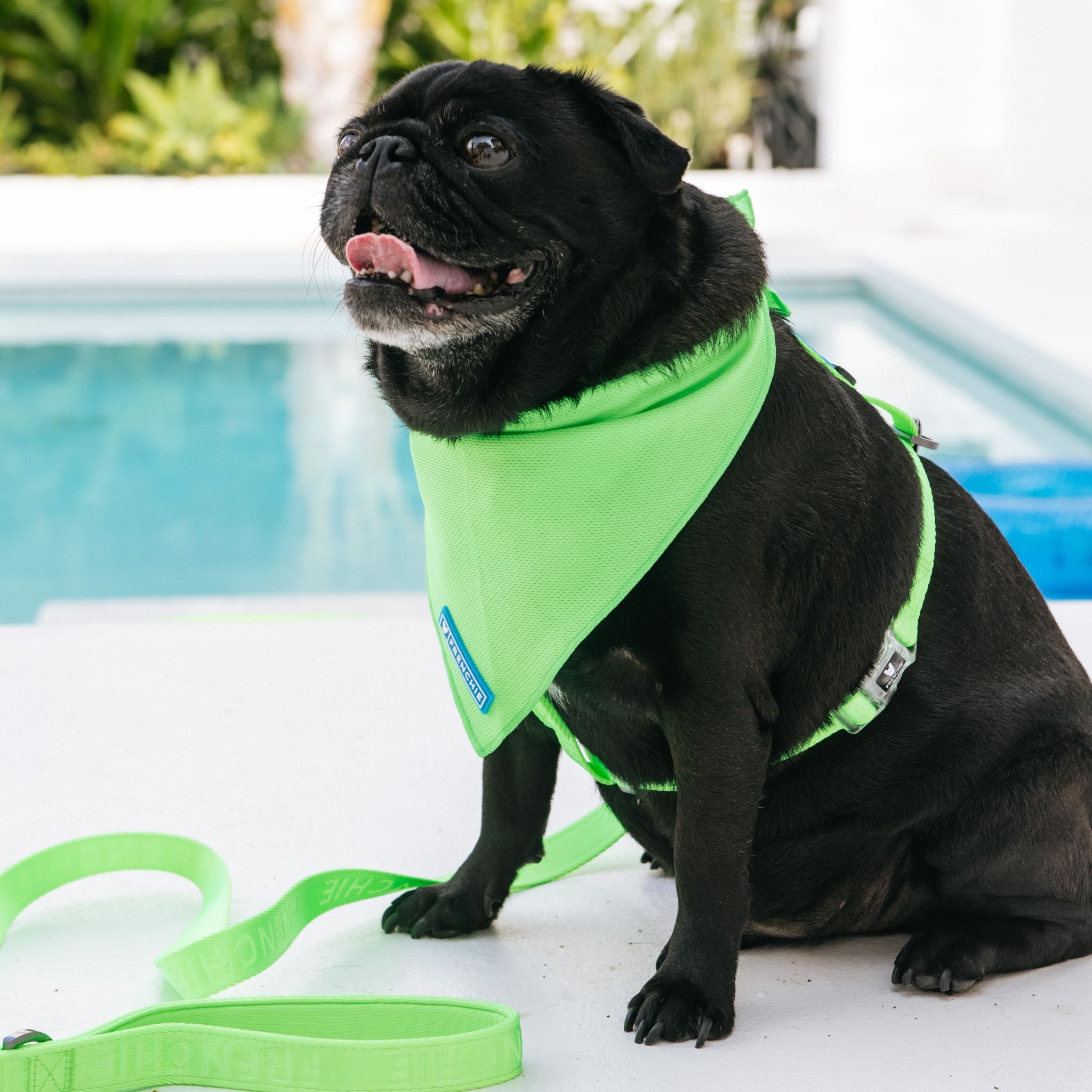 Frenchie Strap Harness Neon Green Frenchie Bulldog