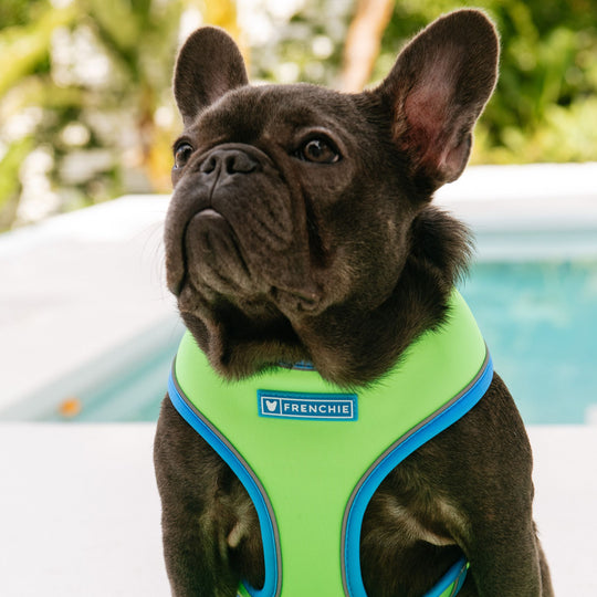 Frenchie Duo Reversible Harness - Neon Green