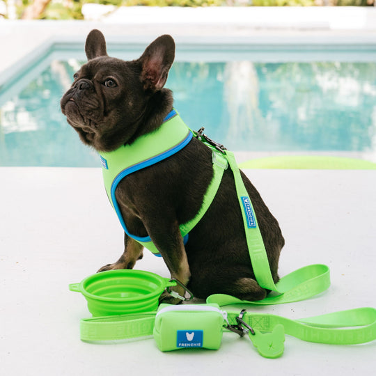 Frenchie Duo Reversible Harness - Neon Green