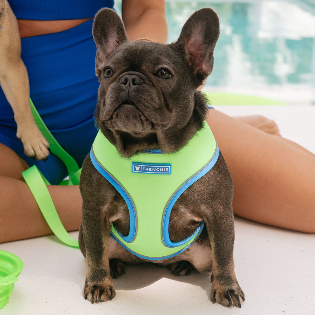 Frenchie Duo Reversible Harness - Neon Green