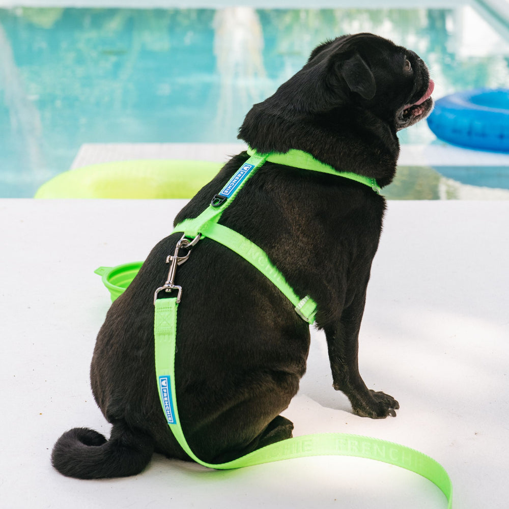 Frenchie Strap Harness - Neon Green