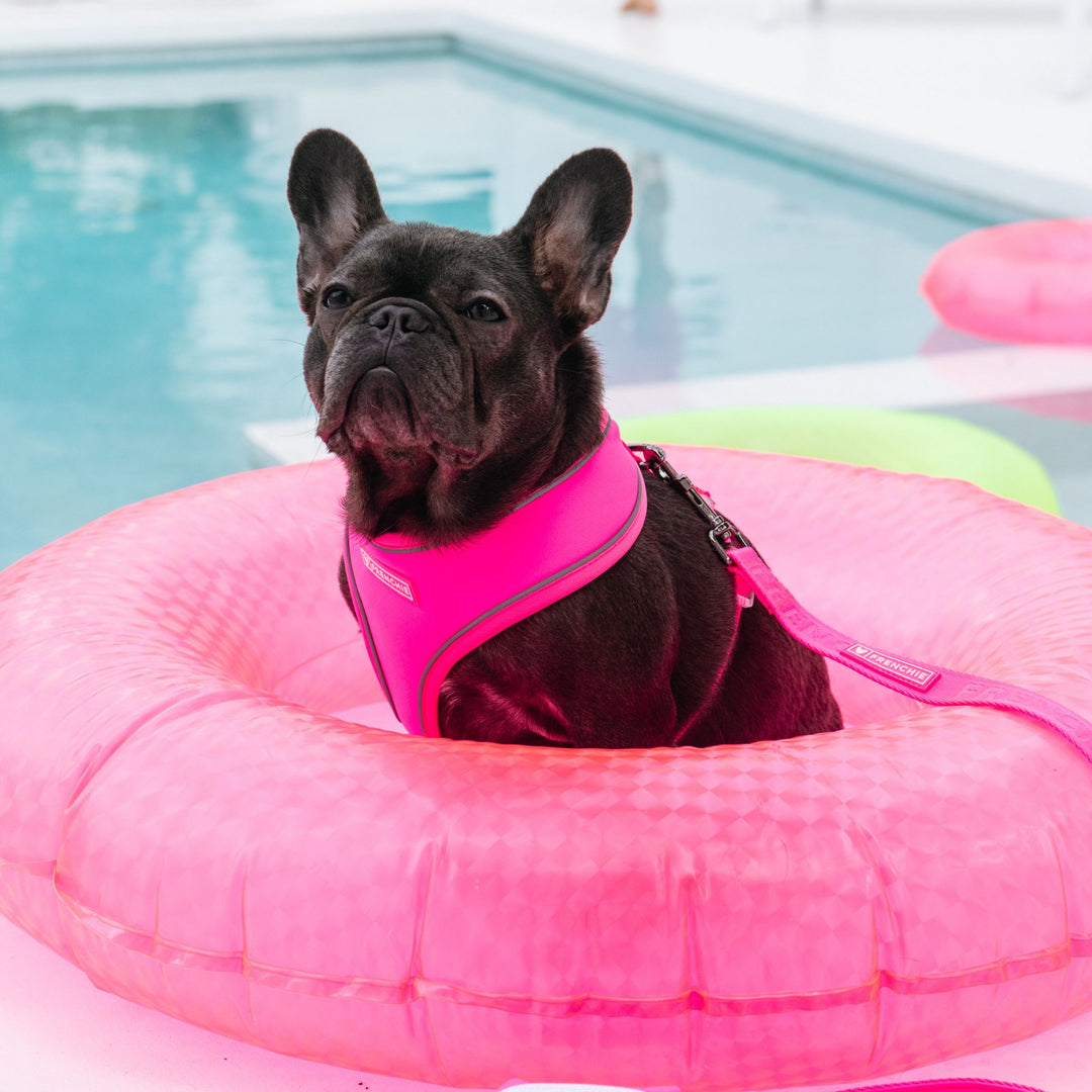 Frenchie Duo Reversible Harness - Neon Pink