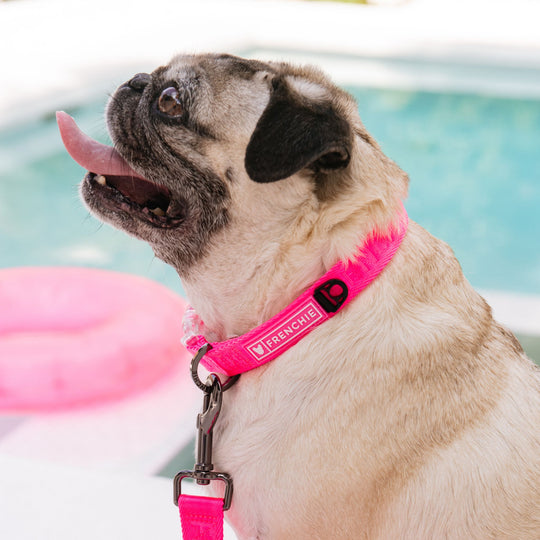 Frenchie Comfort Collar - Neon Pink