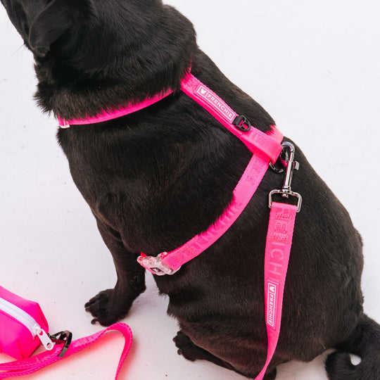 Frenchie Strap Harness - Neon Pink