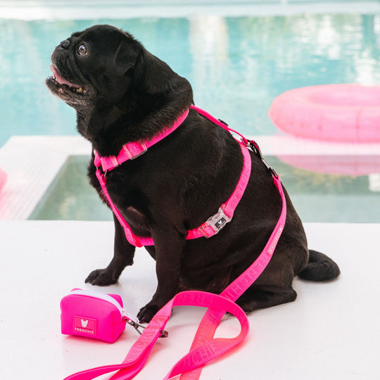 Frenchie Strap Harness - Neon Pink